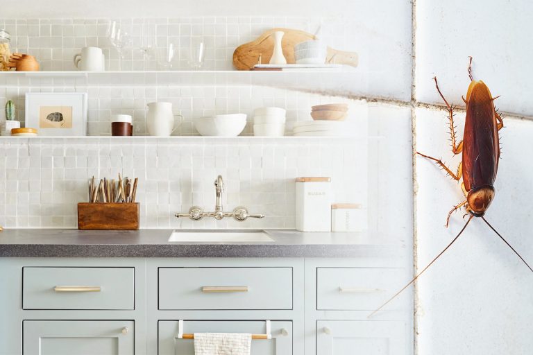 Amestecul puternic care alungă definitiv gândacii de bucătărie. Trucul pe care trebuie să-l știi