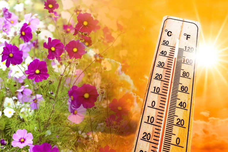 Amestecul puternic care protejează florile de caniculă. Așa ar trebui să-l prepari