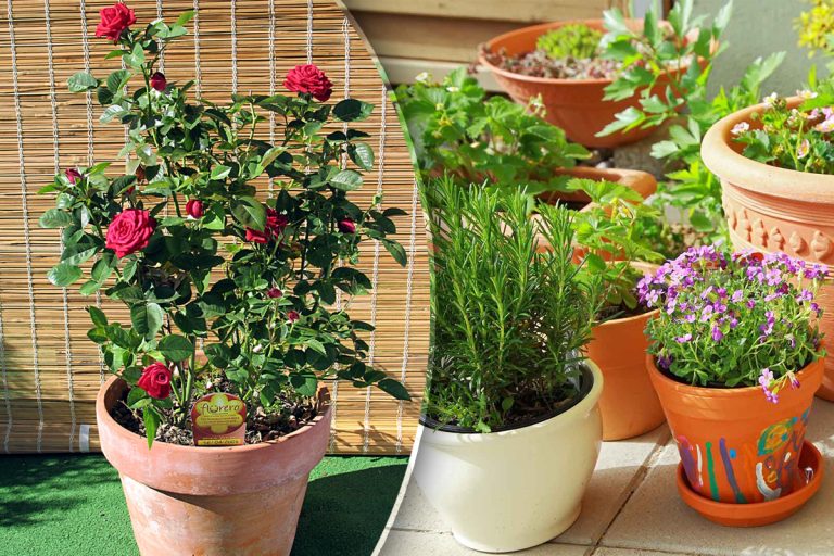 Care este forma corectă de plural a cuvântului ghiveci. Foarte mulți greșesc