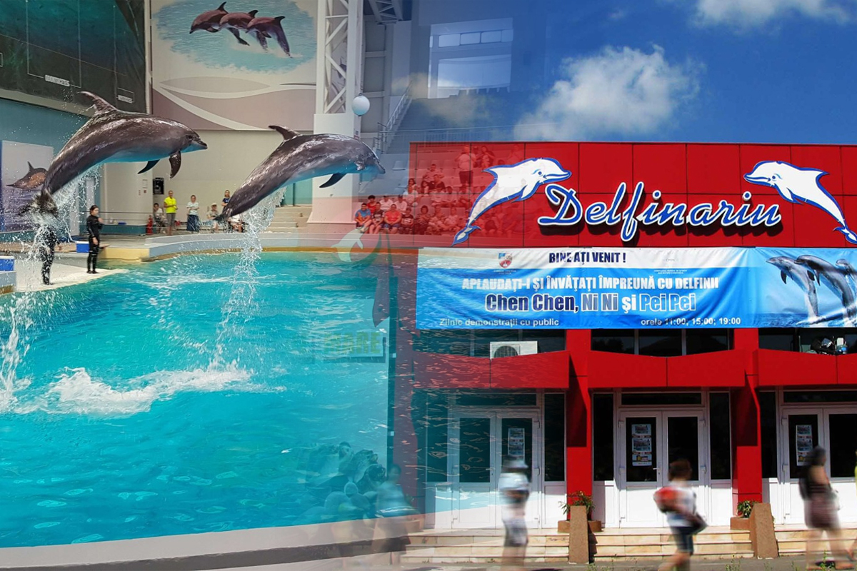 Cât costă intrarea la Delfinariu din Constanța în 2023