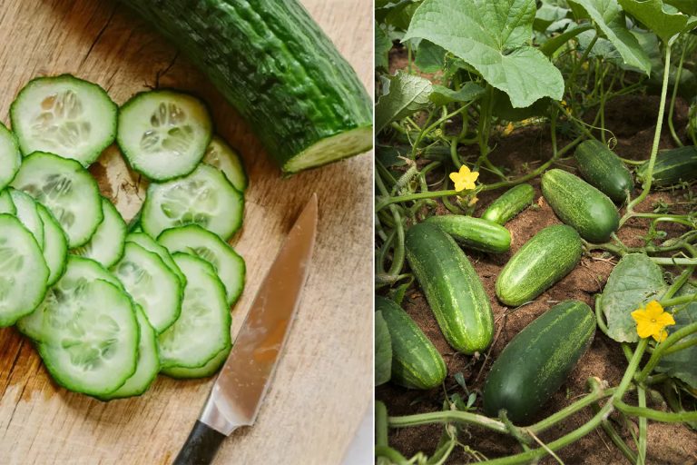 Cât de des se udă castraveții vara. Secretul care îți asigură o recoltă bogată