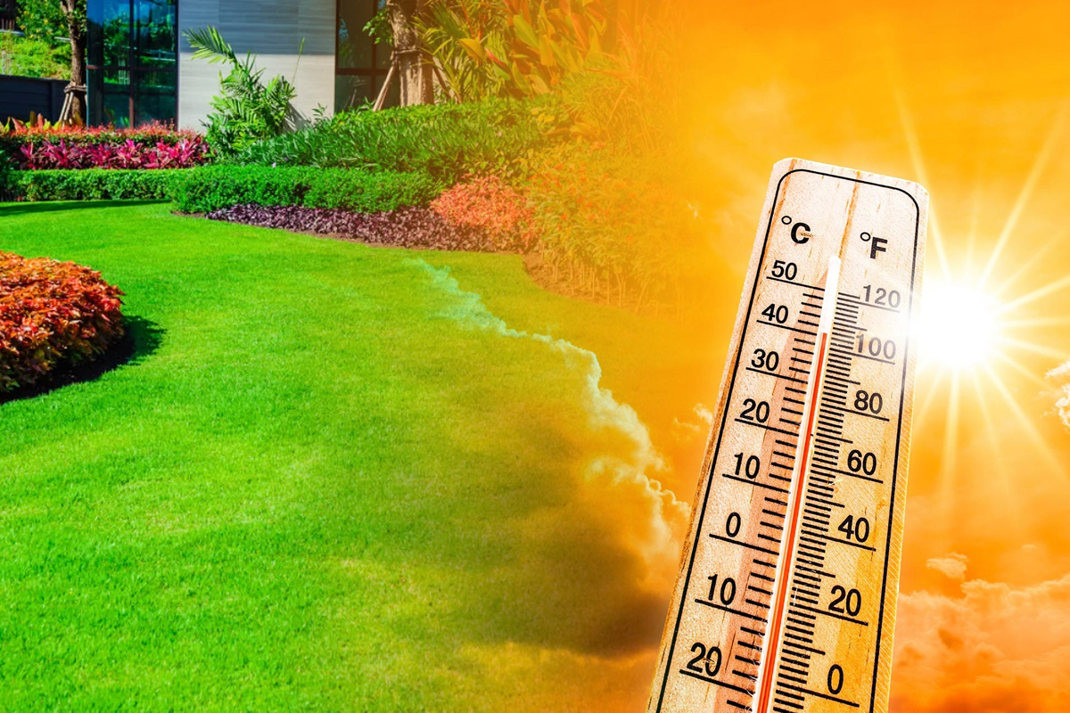 Cât de des se udă gazonul pe timp de caniculă. Regula esențială pentru a te bucura de o curte superbă