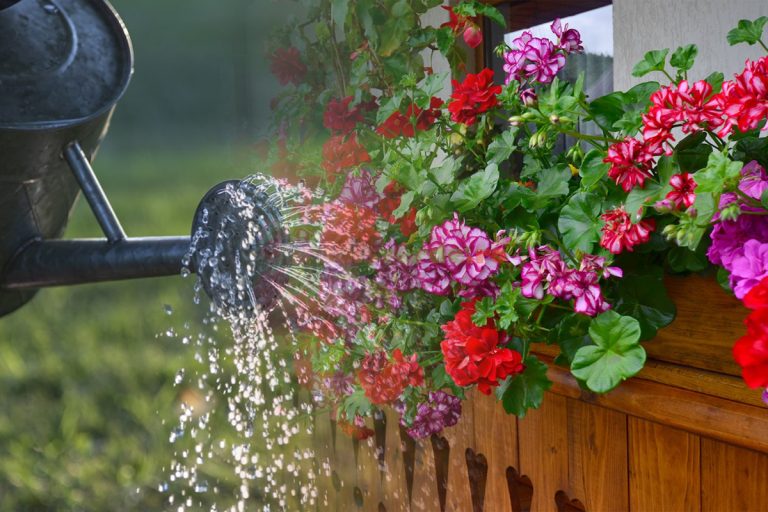 Cât de des se udă mușcatele vara. Greșeala care le poate distruge