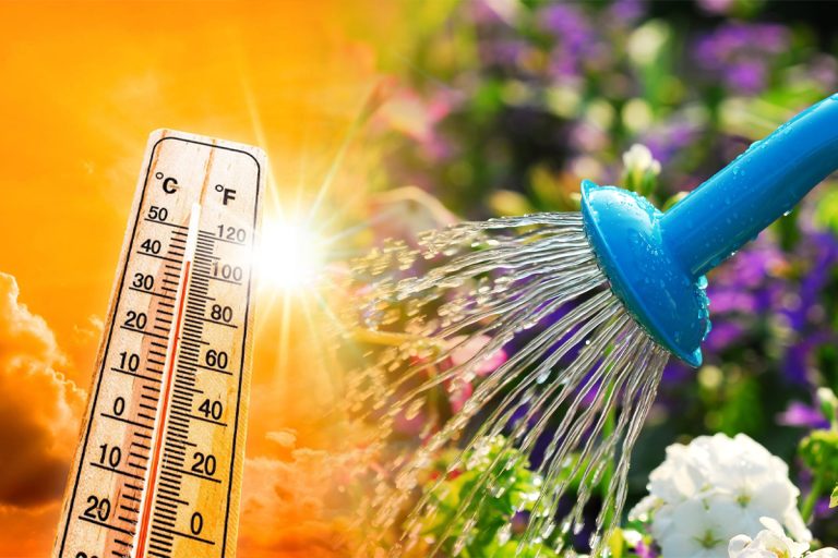 Cât de des se udă plantele pe timp de caniculă. Așa se îngrijesc de fapt corect, vor arăta spectaculos