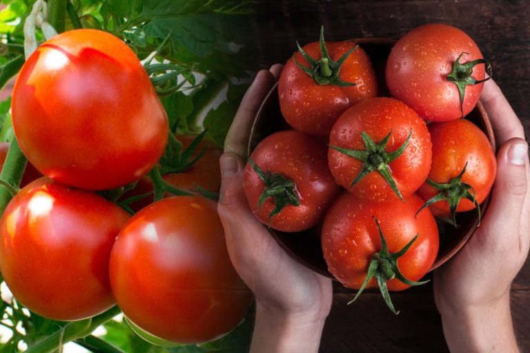 Ce poți să faci dacă roșiile din grădină au fost arse de soare. Trucul banal care îți poate salva recolta