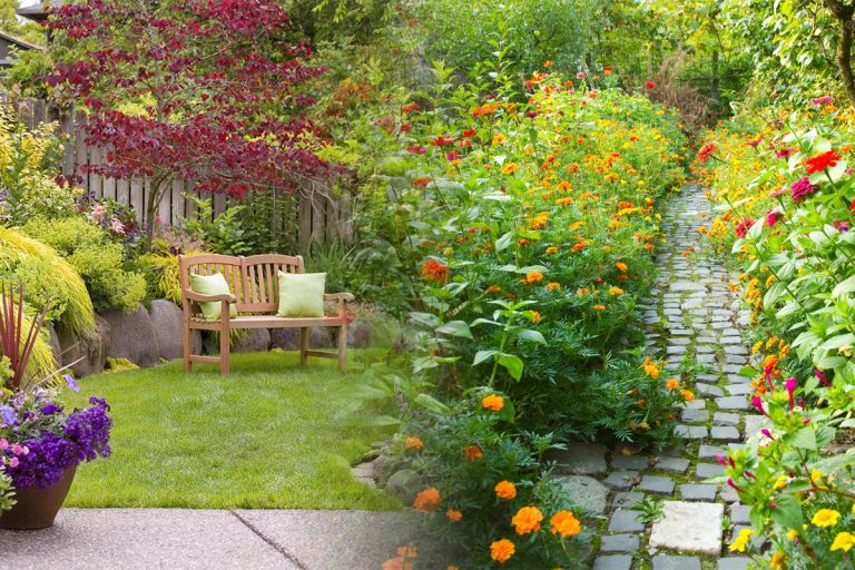 Ce să faci acum cu plantele din grădină. Așa vor înflori cât mai bogat până toamna târziu