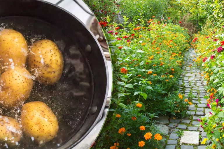 Ce să faci urgent cu apa în care au fiert cartofii. Incredibil cât e de utilă în grădină. E trucul verii