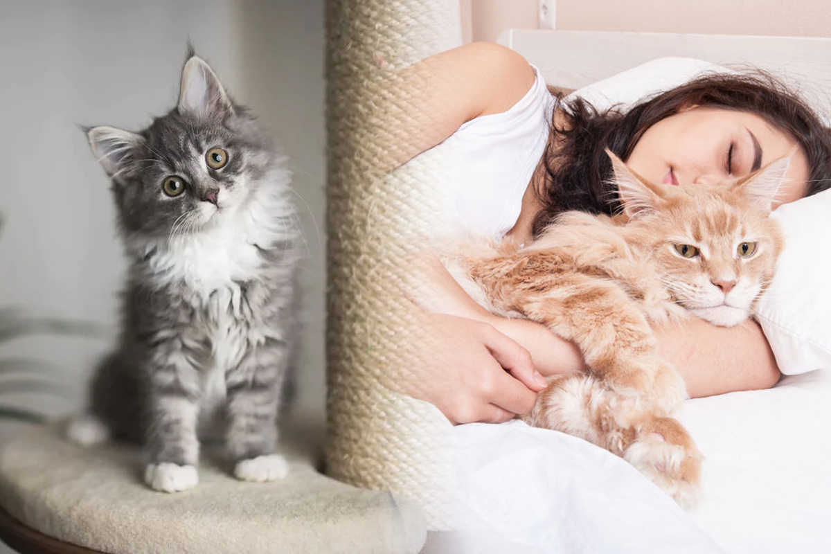 Ce se intampla atunci cand dormi cu pisica in pat. Adevarul te va pune pe ganduri