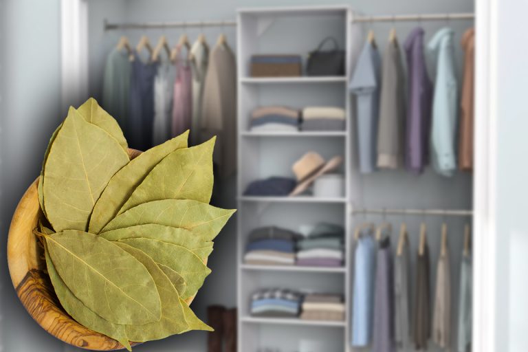 De ce să pui frunze de dafin în șifonier. Trucul genial, rezolvă o mare problemă