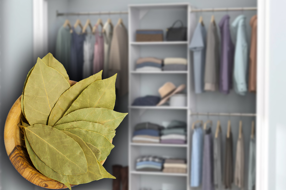 De ce să pui frunze de dafin în șifonier