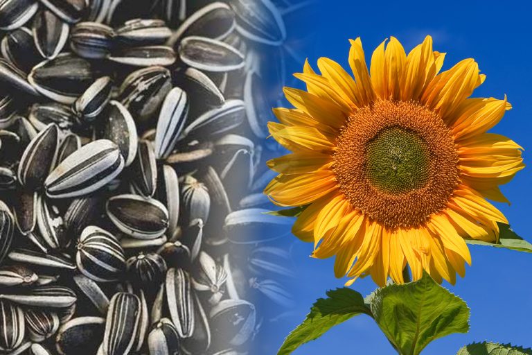 Ce se întâmplă în corpul tău dacă mănânci des semințe de floarea soarelui. Efectele nebănuite