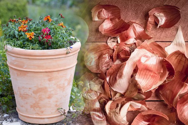 Ce se petrece de fapt dacă pui coji de ceapă în ghiveciul cu flori. Trucul surprinzător, trebuie să-l încerci