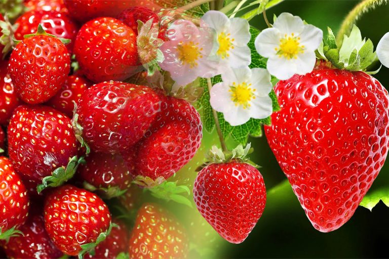 Ce sunt punctele albe de pe căpșune. Asta mănânci, de fapt. Puțini știu