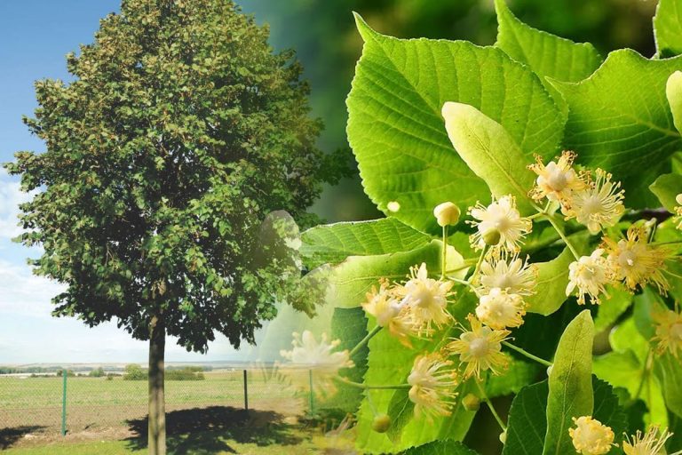 Ce trebuie să faci cu florile de tei ca să reziste până la iarnă. Doar așa își păstrează parfumul deosebit, puțini știu