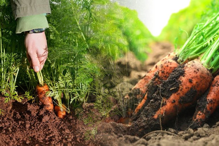 Ce trebuie să presari peste rândurile de morcovi din grădină. Amestecul puternic care îi scapă de dăunători