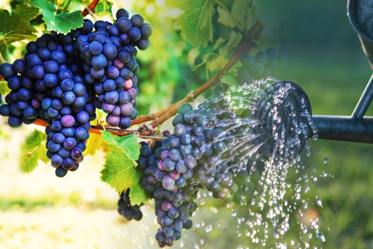 Cu ce să stropești vița de vie
