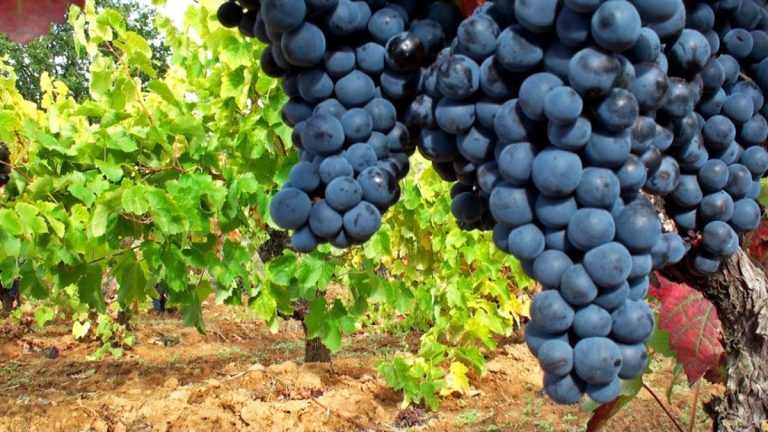 Cu ce să stropești vița de vie la începutul lunii august. Secretul pentru o recoltă bogată de struguri