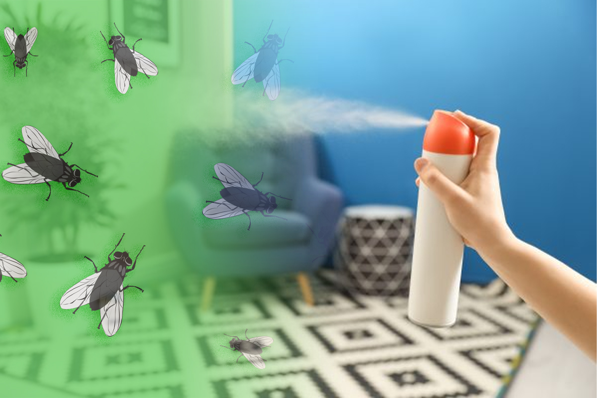 Cu ce trebuie să pulverizezi prin casă pentru a scăpa de muște pe timp de vară