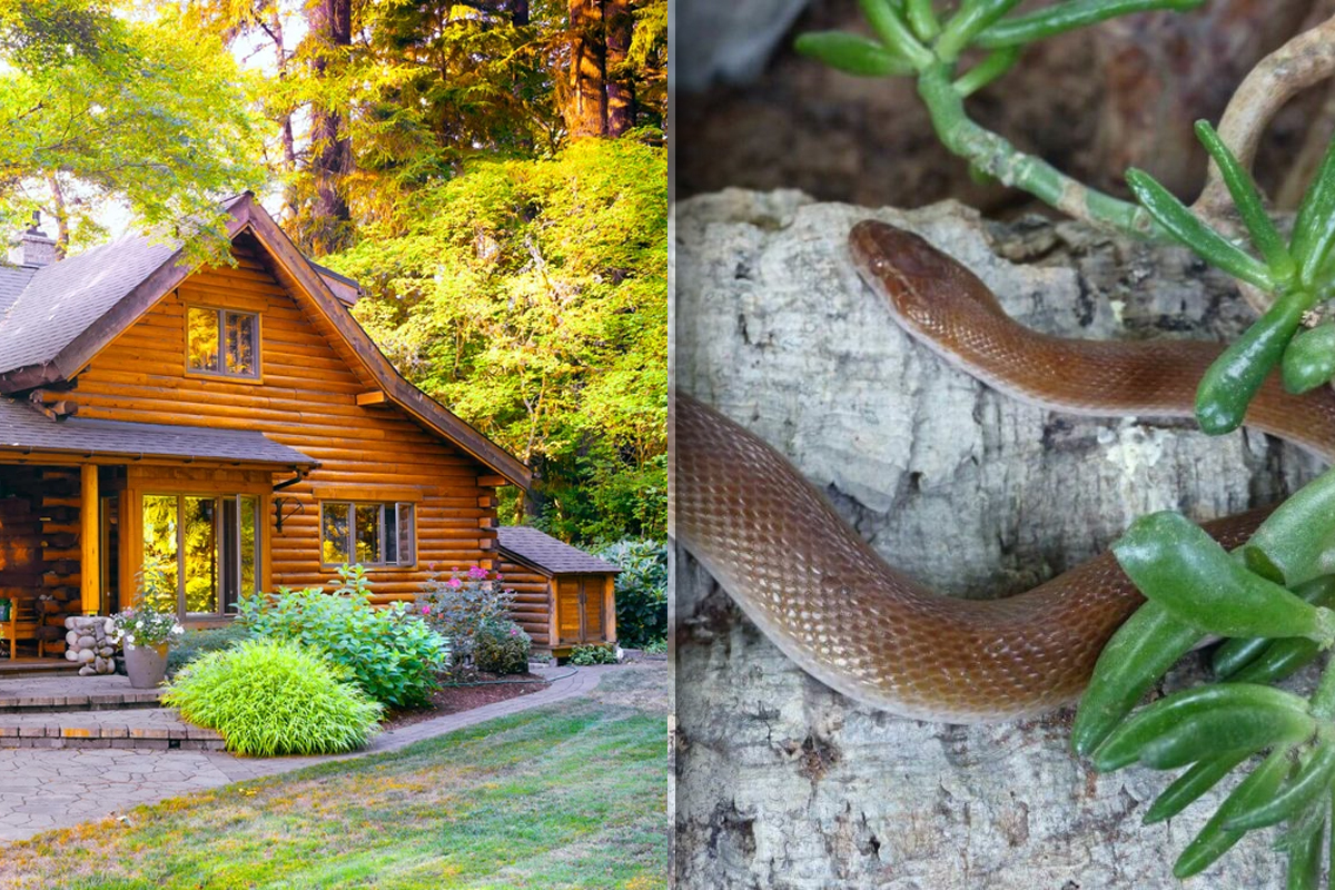 Cum alungi șerpii de lângă casă