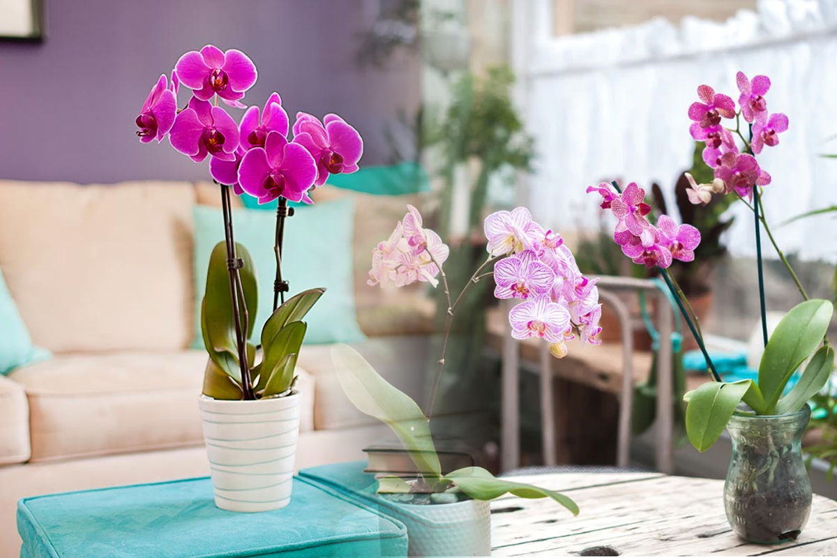 Cum îngrijești corect orhideea din casă
