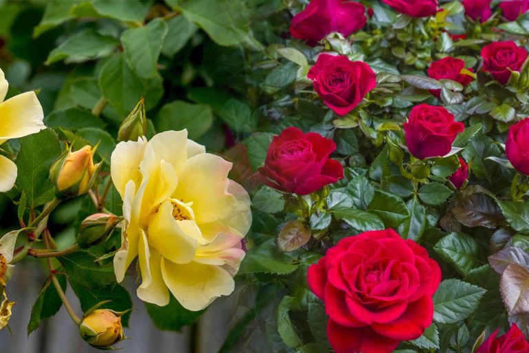 Cum să ai trandafiri cu adevărat spectaculoși toată toamna. Cele mai tari trucuri pentru o grădină colorată