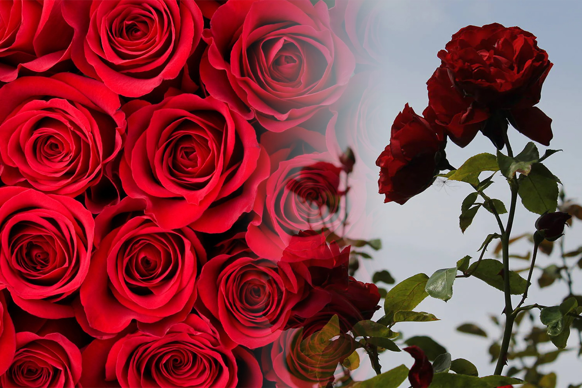 Cum sa ai trandafiri infloriti toata vara. Secretul la care apeleaza gradinarii cu experienta