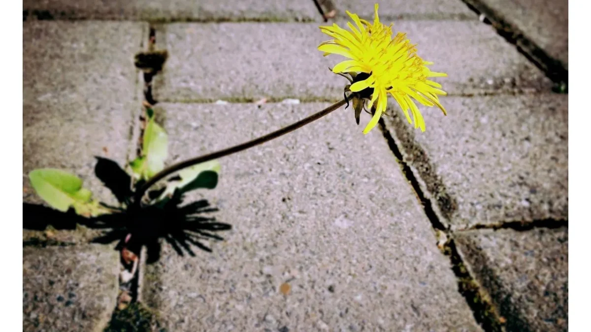 Cum scapi de buruienile dintre pavele