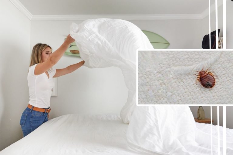 Scapă definitiv de ploșnițe cu acest truc simplu. E cea mai bună și eficientă soluție