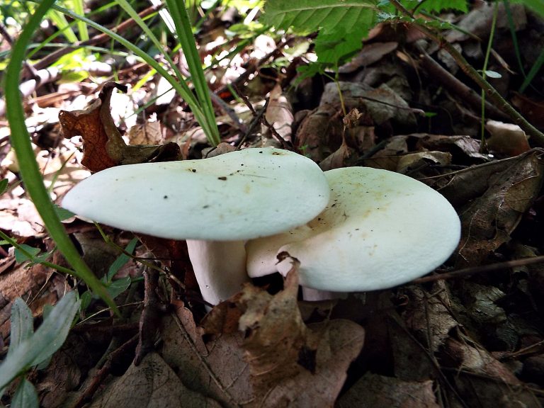 Cum se prepară bureții iuți. Trei metode simple și delicioase de a găti aceste ciuperci