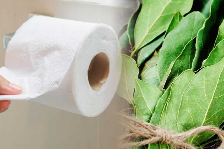 De ce ar trebui să pui o frunză de dafin pe hârtia igienică. Trucul genial, îl vei folosi mereu