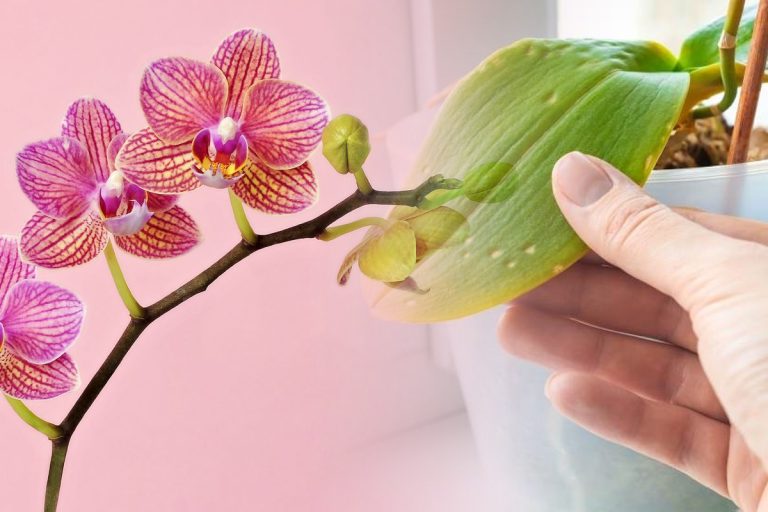 De ce îngălbenesc frunzele la orhidee. Greșeala banală pe care mulți o fac. Iată cum o poți salva de fapt