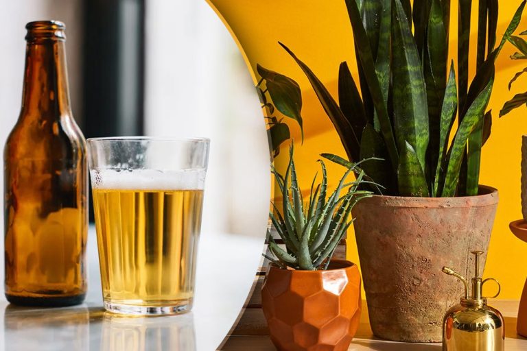 De ce să cureți frunzele plantelor cu bere. Trucul e genial, îl vei folosi mereu