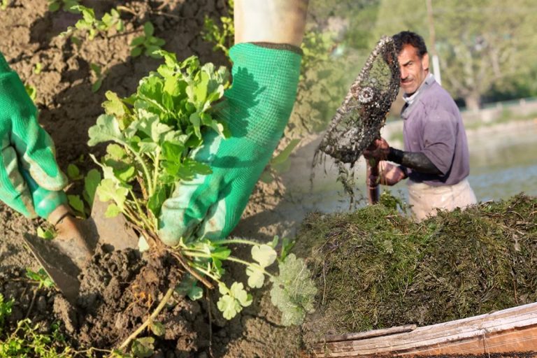 De ce să presari iarba abia tunsă prin curte. Doar așa vei face de acum încolo, crede-ne pe cuvânt