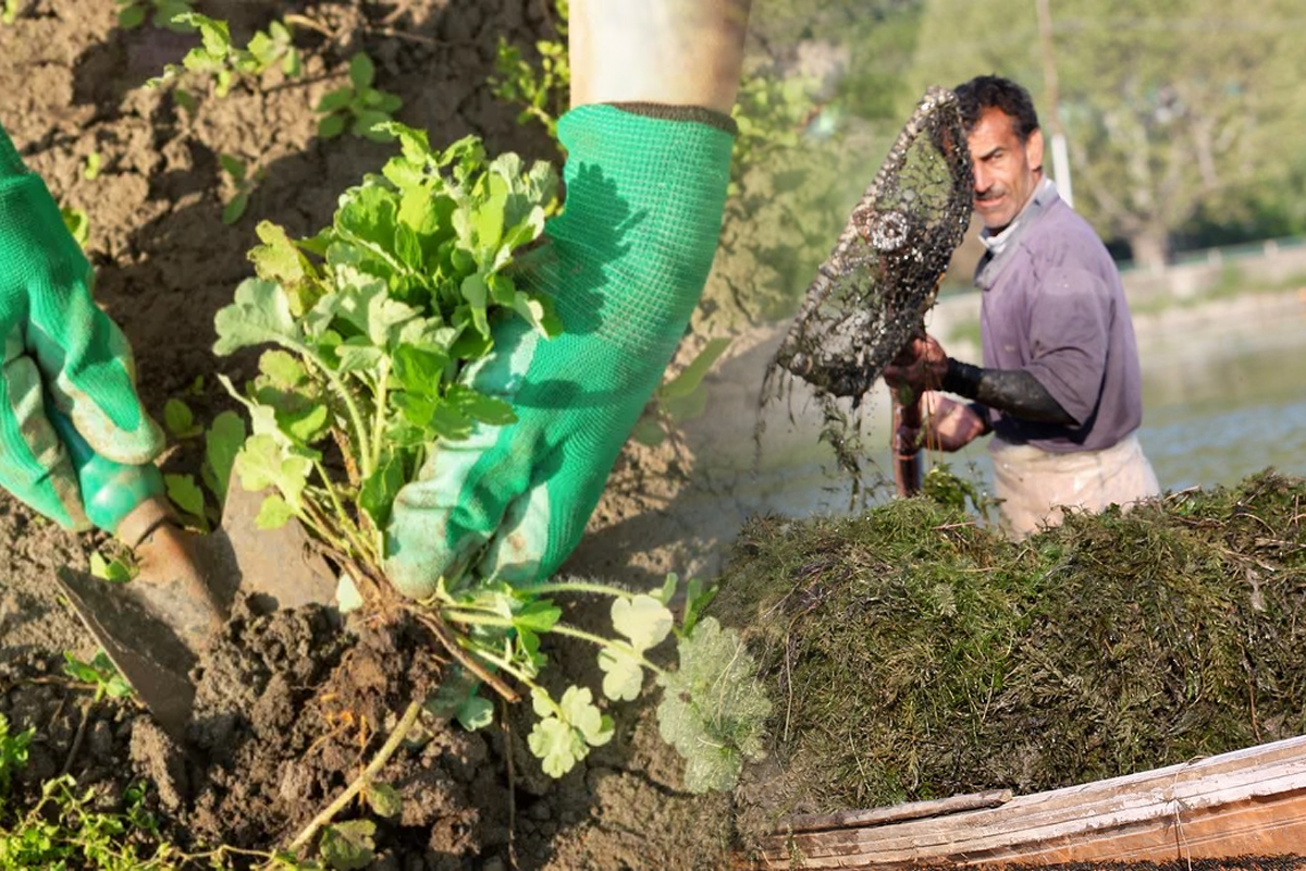 De ce sa presari iarba abia tunsa prin curte. Doar asa vei face de acum incolo, crede-ne pe cuvant