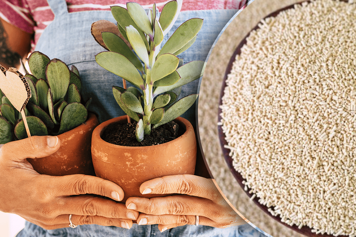 De ce să pui drojdie în ghiveciul cu flori