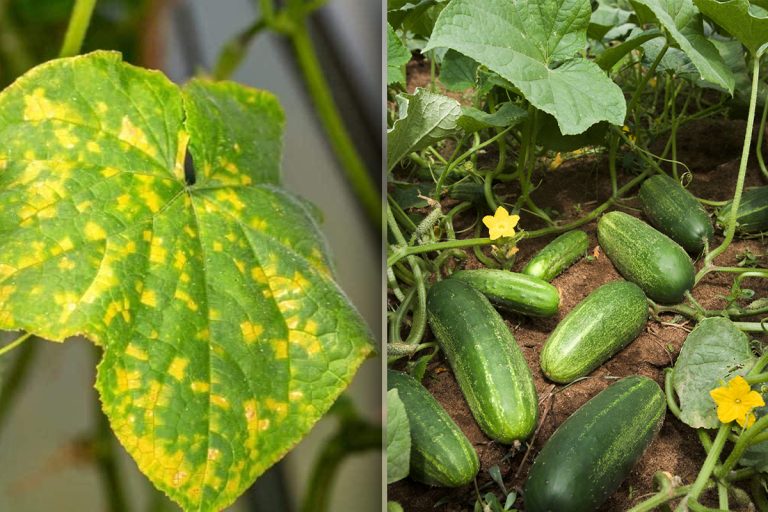 De ce se îngălbenesc frunzele la castraveți. Amestecul puternic care salvează recolta, iată ce trebuie să faci imediat