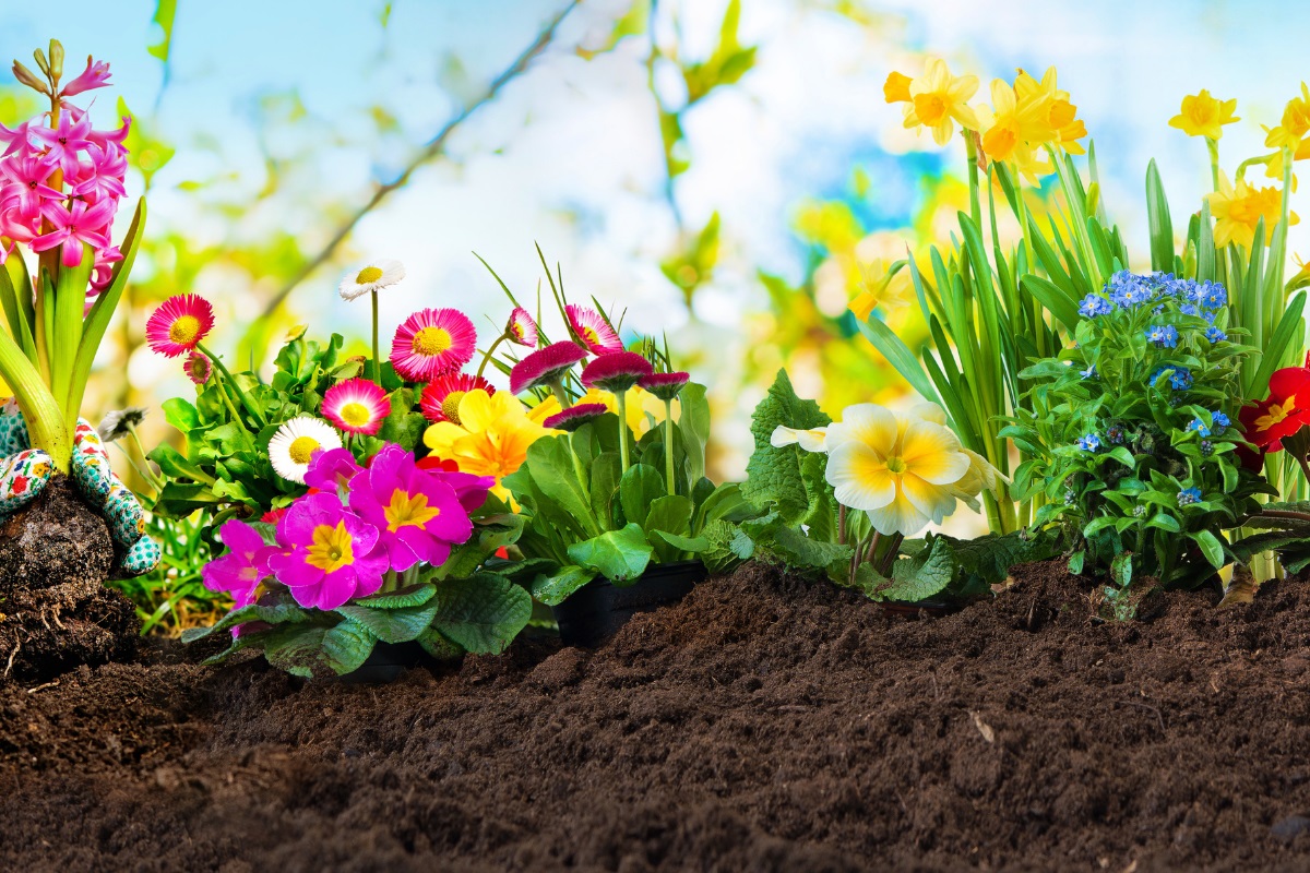 Îngrășământul puternic pe care îl folosesc grădinarii pentru flori.