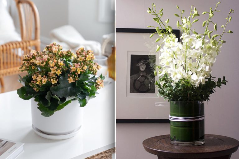 Florile tale preferate vor înflori tot anul dacă faci asta. Ce să adaugi în ghiveci, de fapt