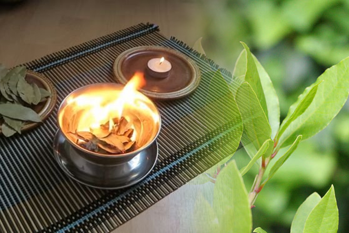 Gospodinele pricepute ard saptamanal frunze de dafin in casa. Efectul e fabulos, vei face si tu la fel