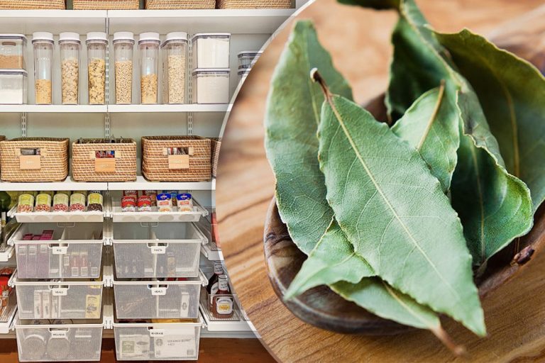 Gospodinele pricepute pun mereu frunze de dafin în cămară. Trucul e genial, rezolvă o mare problemă