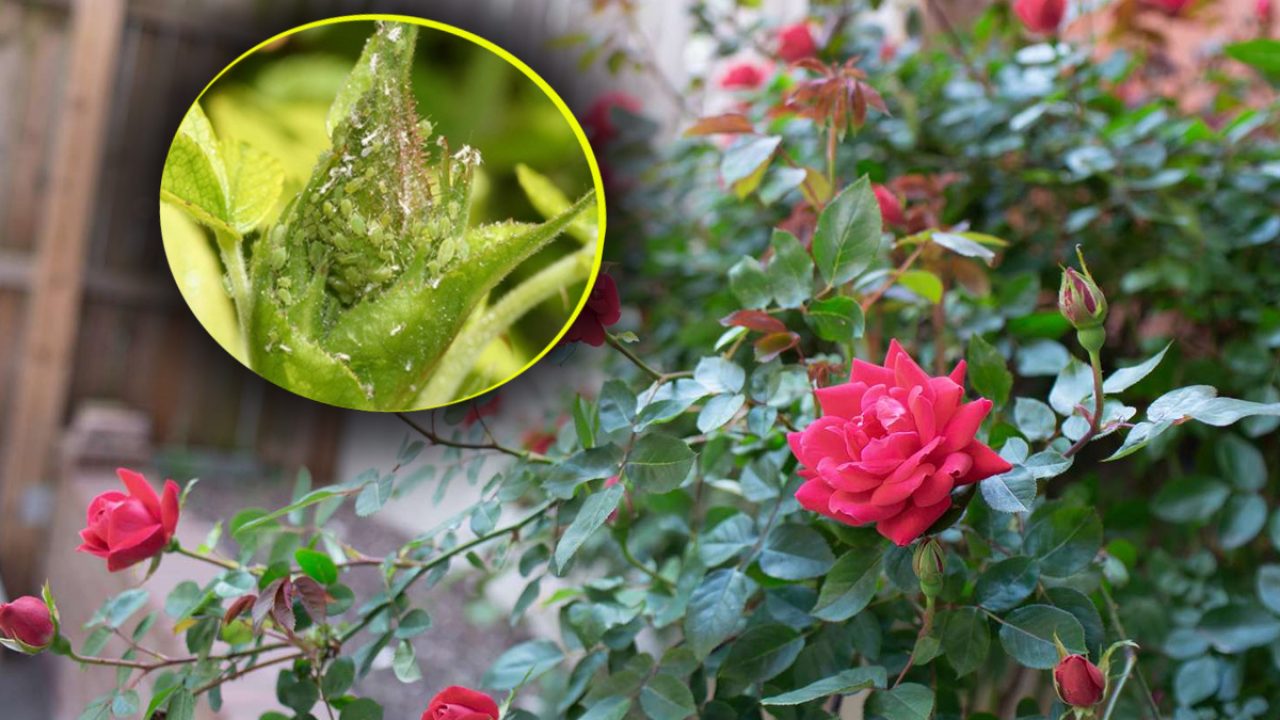 Ingredientul minune care tine departe afidele de gradina ta. Ce sa presari printre plante, asa vor inflori abundent