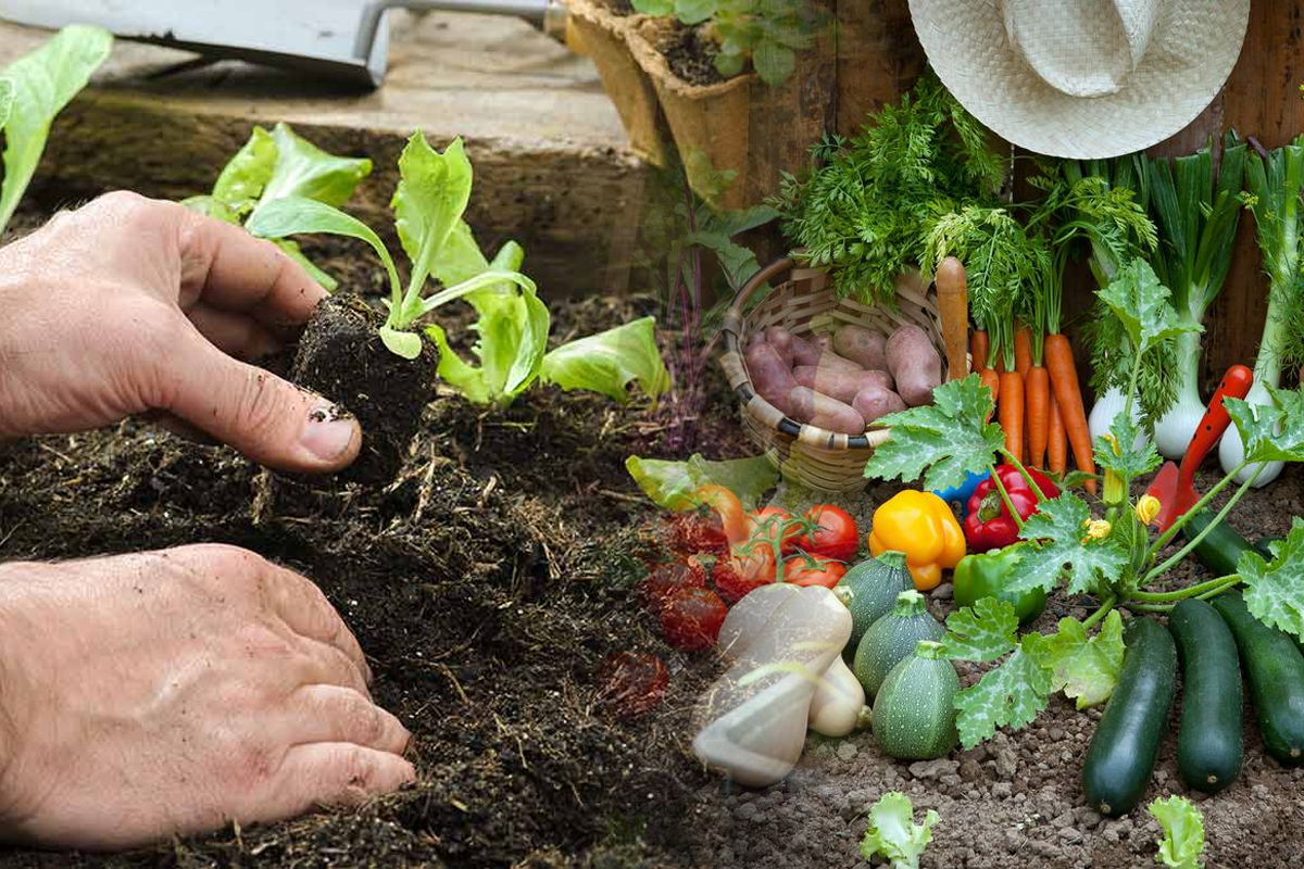 Legume care se pot planta în luna iulie