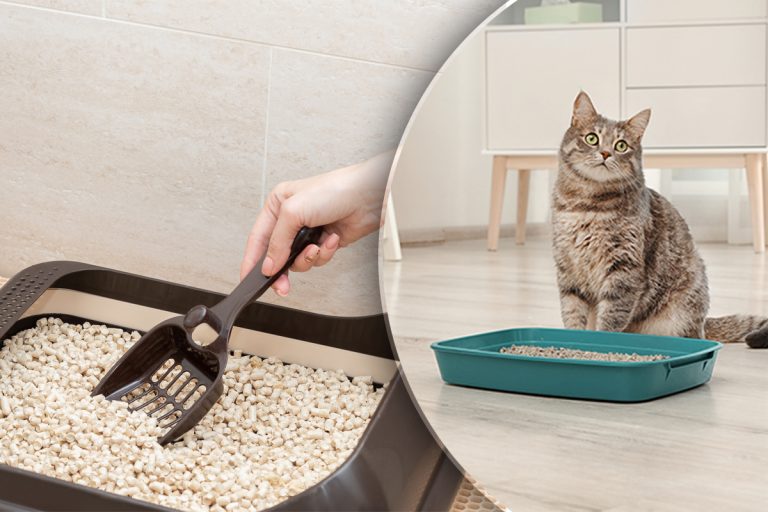 Locul din casă unde să nu așezi niciodată litiera pisicii. Multe persoane fac greșeala