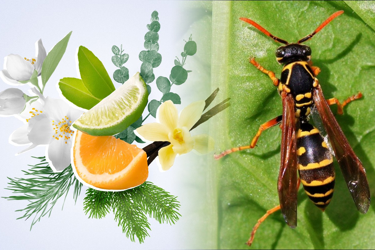 Mirosuri care alungă viespile