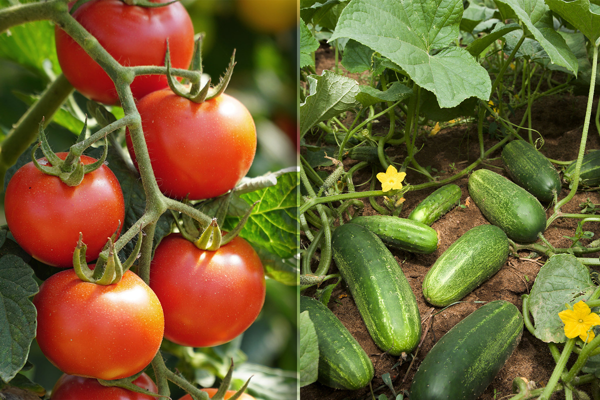 Nu mai pune rosiile langa castraveti in frigider. Unde se tin legumele de fapt, raman proaspete mai mult timp