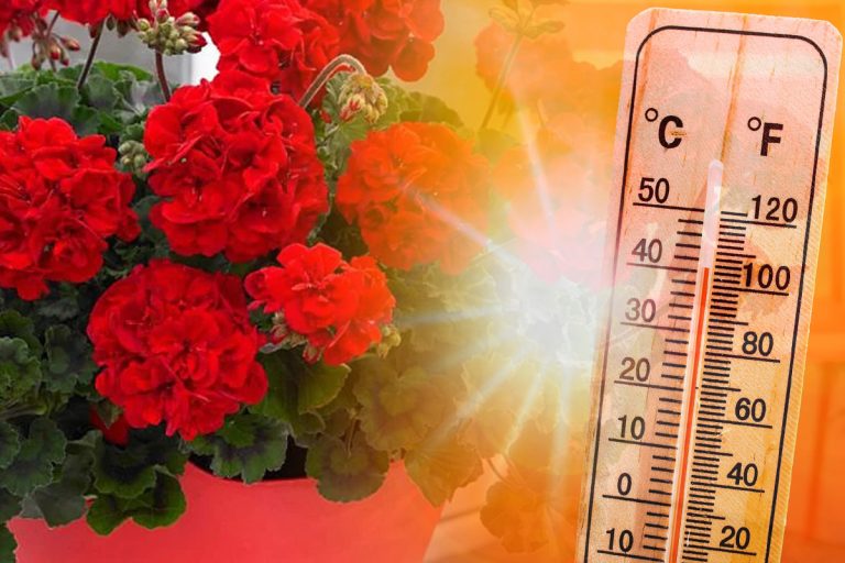 Până la ce temperatură rezistă mușcatele afară. Greșeala pe care o fac foarte multe românce