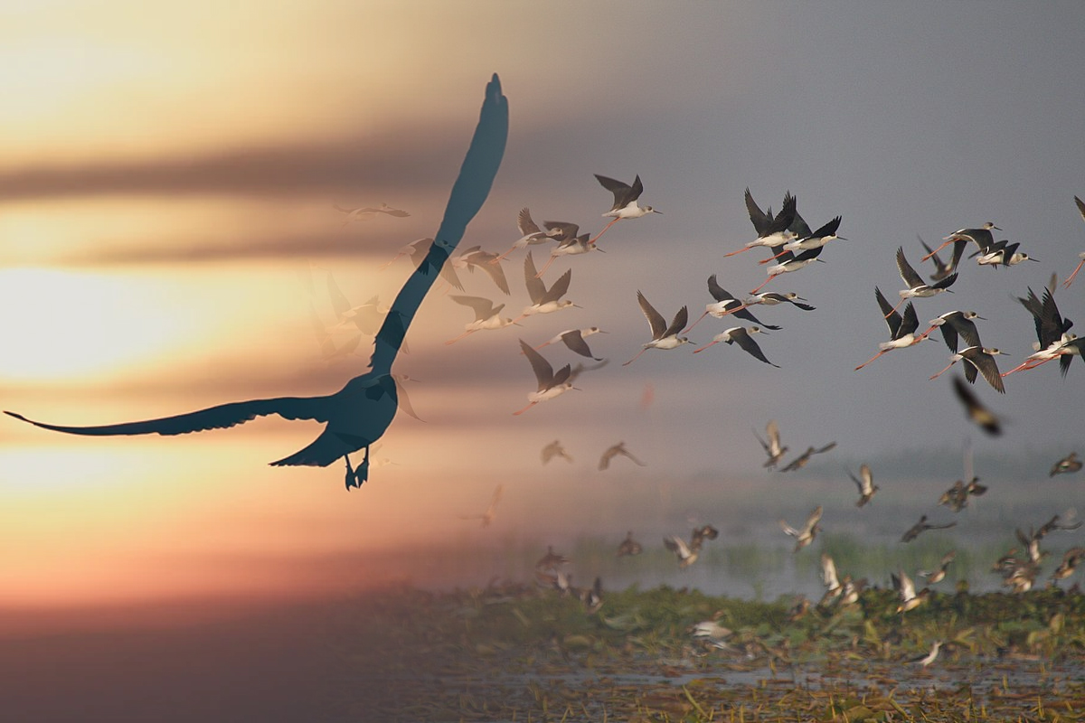 Pasarea care poate zbura luni de zile fara intrerupere. Putina lume stie asta