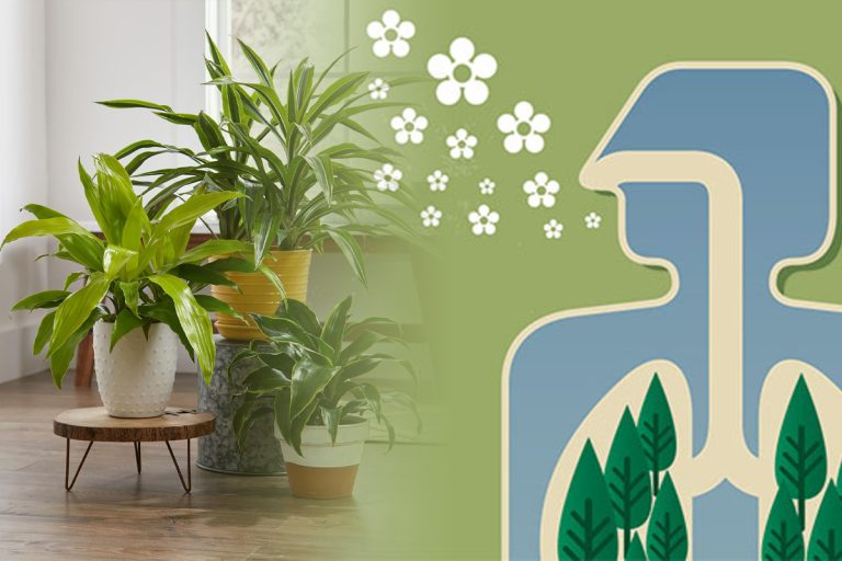 Plante care purifică aerul în casă. Ce ar trebuie să existe în orice locuință, sunt de mare ajutor