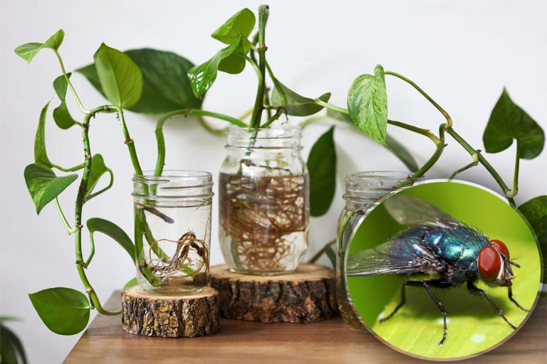 Plantele care alungă muștele din casă. Trebuie să le ai neapărat, sunt de mare ajutor