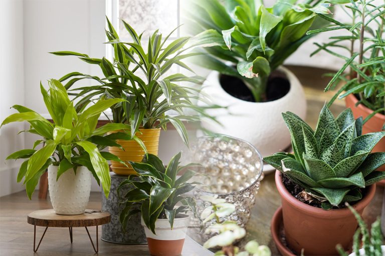 Plantele de apartament care te scapă de praf. În plus, purifică și aerul. Sunt ideale în orice casă